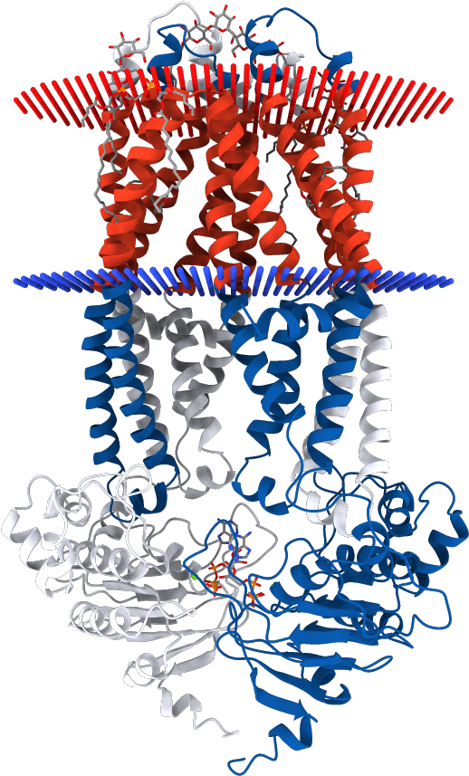 Transmembrane Regions Opm Clipart (1000x1000), Png Download