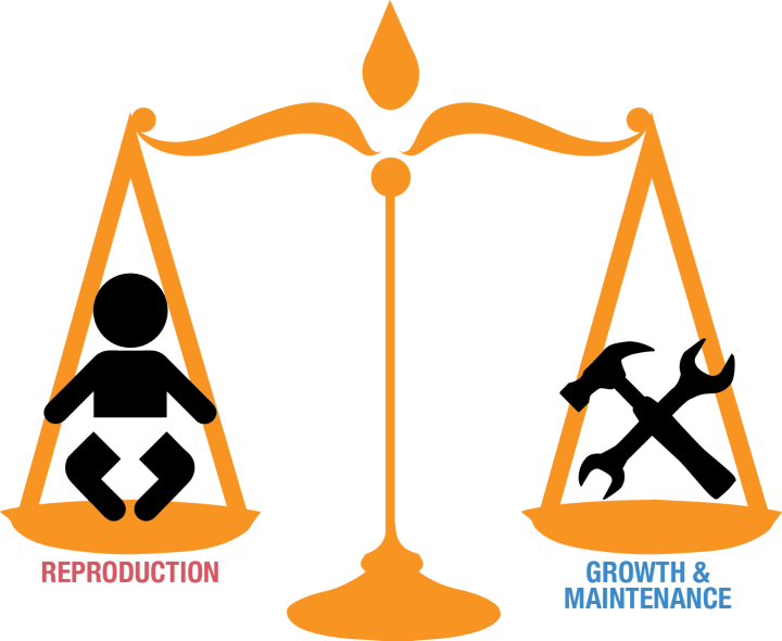 Trade-offs In Cancer Defense Clipart (720x590), Png Download