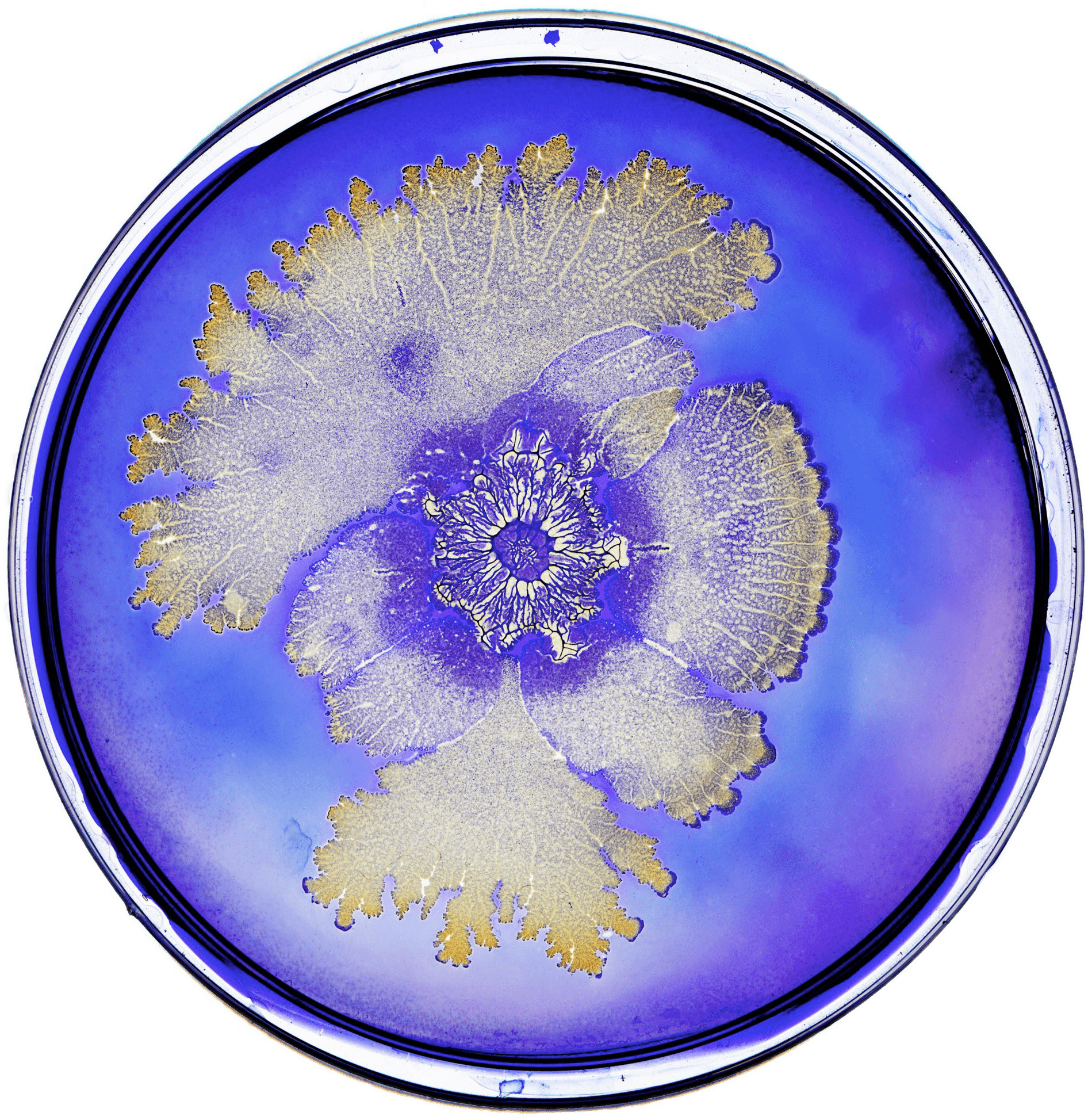 Bacteria In Petri Dish Clipart (2000x2000), Png Download