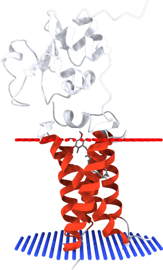 Transmembrane Regions Opm Clipart (1000x1000), Png Download