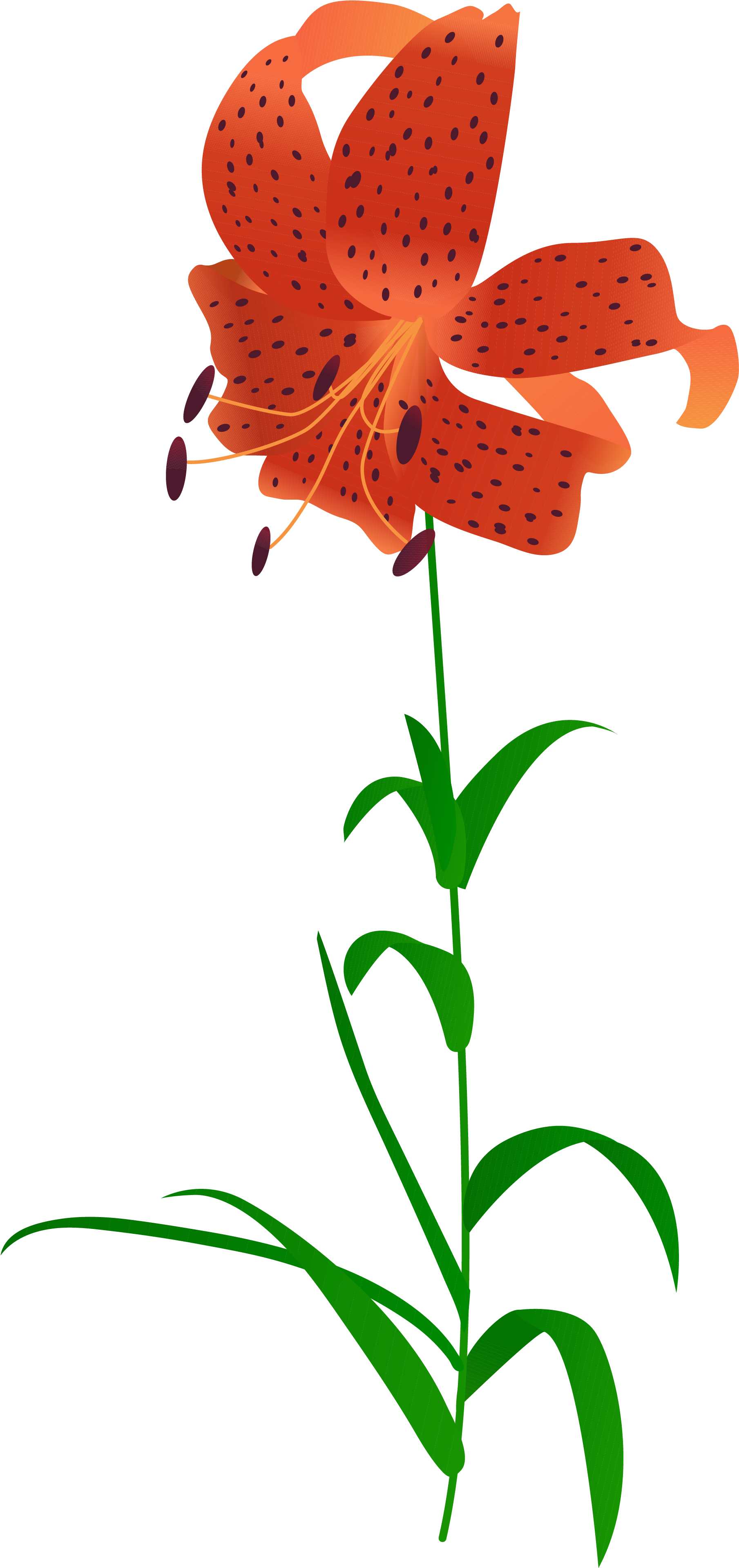 Lily Minh Họa Thực Vật Cây Hình Ảnh Png Và Vector Clipart (4167x4167), Png Download