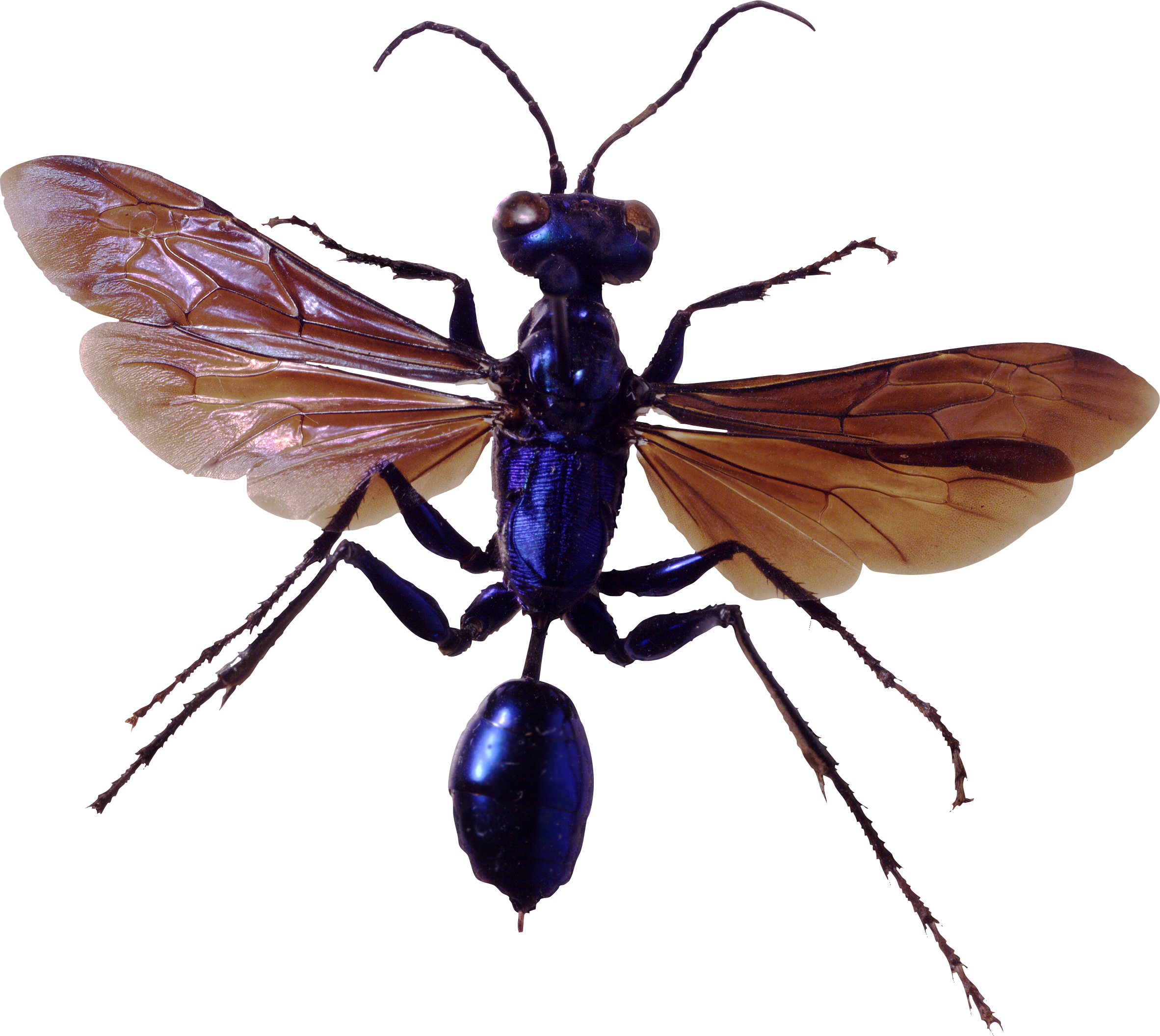 Bug Png Image Clipart (2364x2110), Png Download