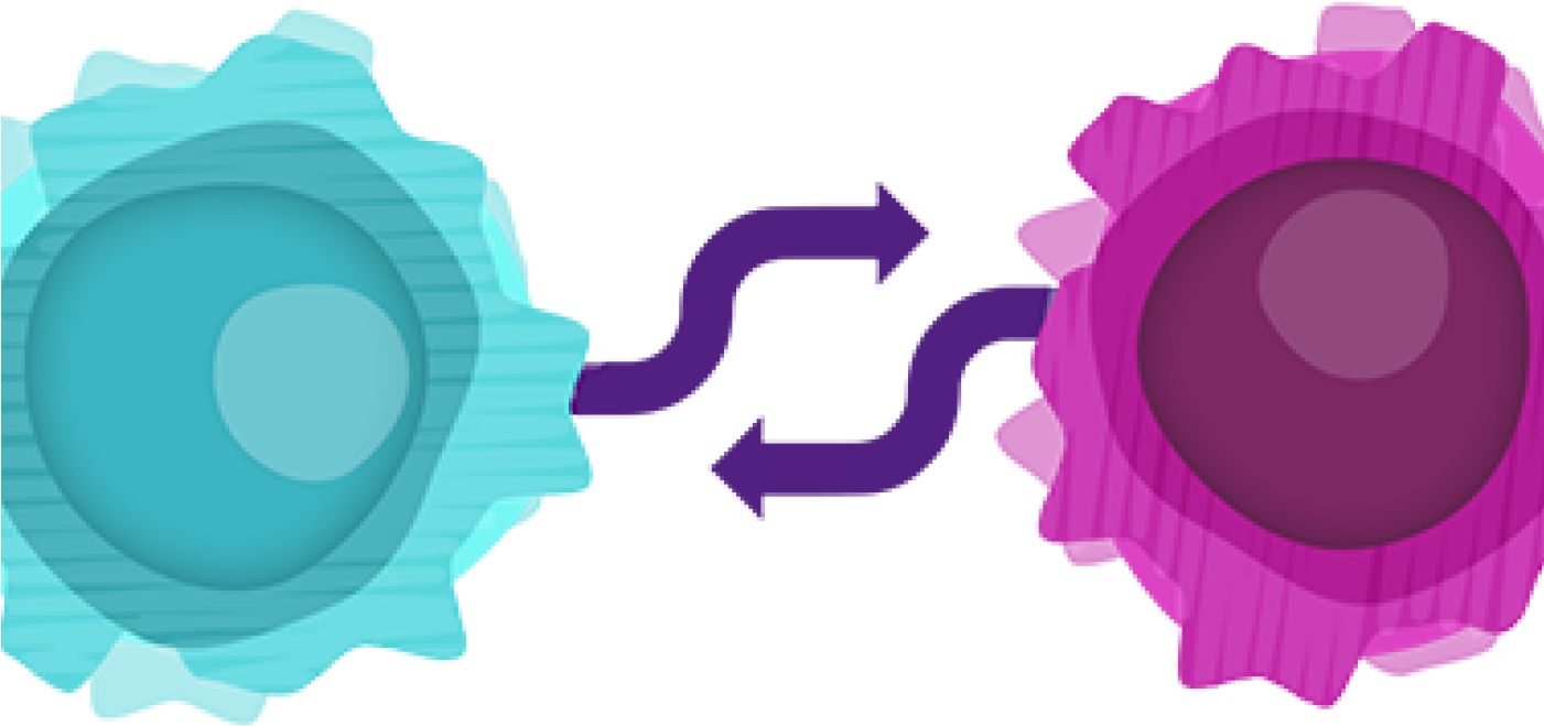 Exploring The Relationship Between B And T Cells[10-12] Clipart (1400x1050), Png Download