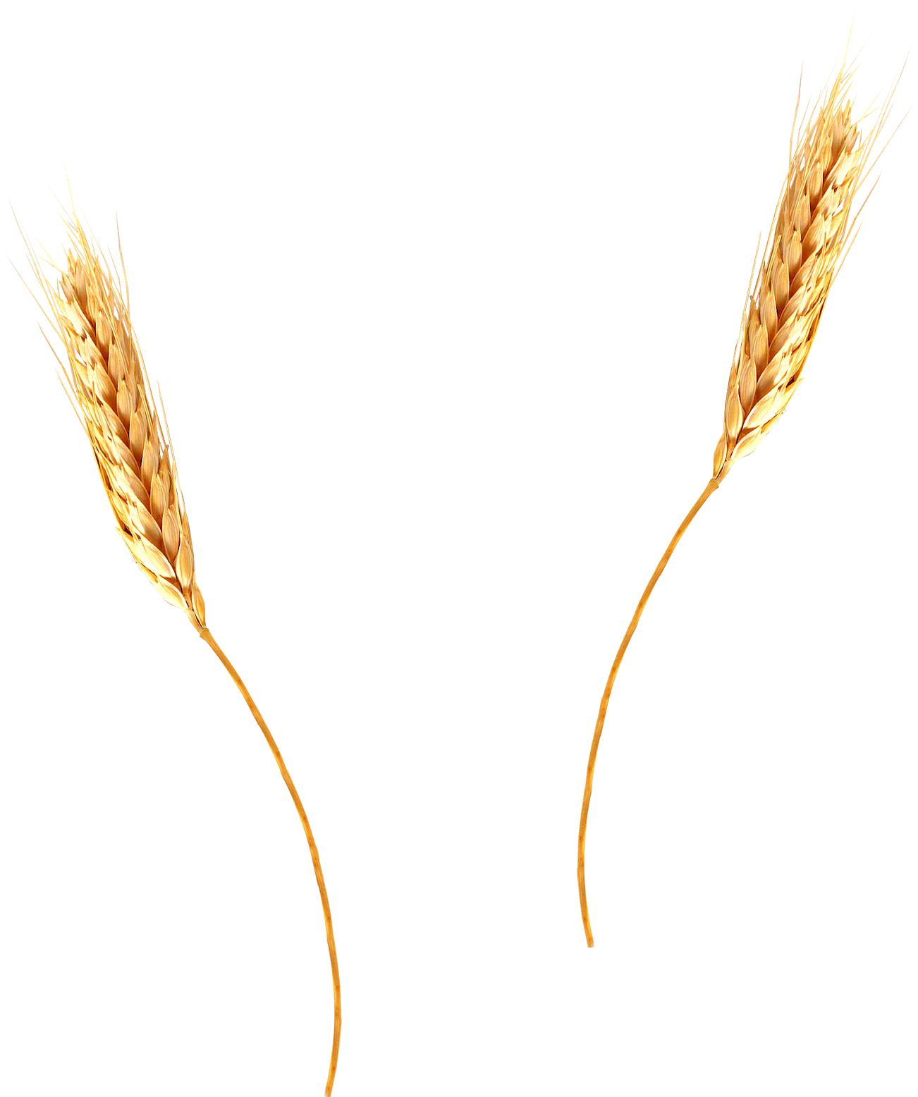 Krikart Imgenes Libres De Derecho Autor Trigo Clipart (1403x1600), Png Download