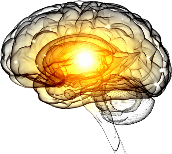 Brain Clipart (600x554), Png Download