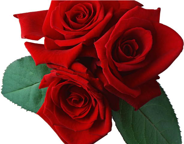 Rose Clipart Transparent Background - Png Download (640x480), Png Download