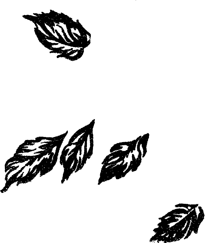 Leaves Image Botanical Clip Art - Png Download (787x897), Png Download