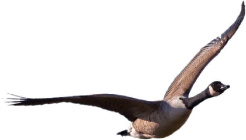 Free Png Download Goose Png Images Background Png Images Clipart (850x484), Png Download