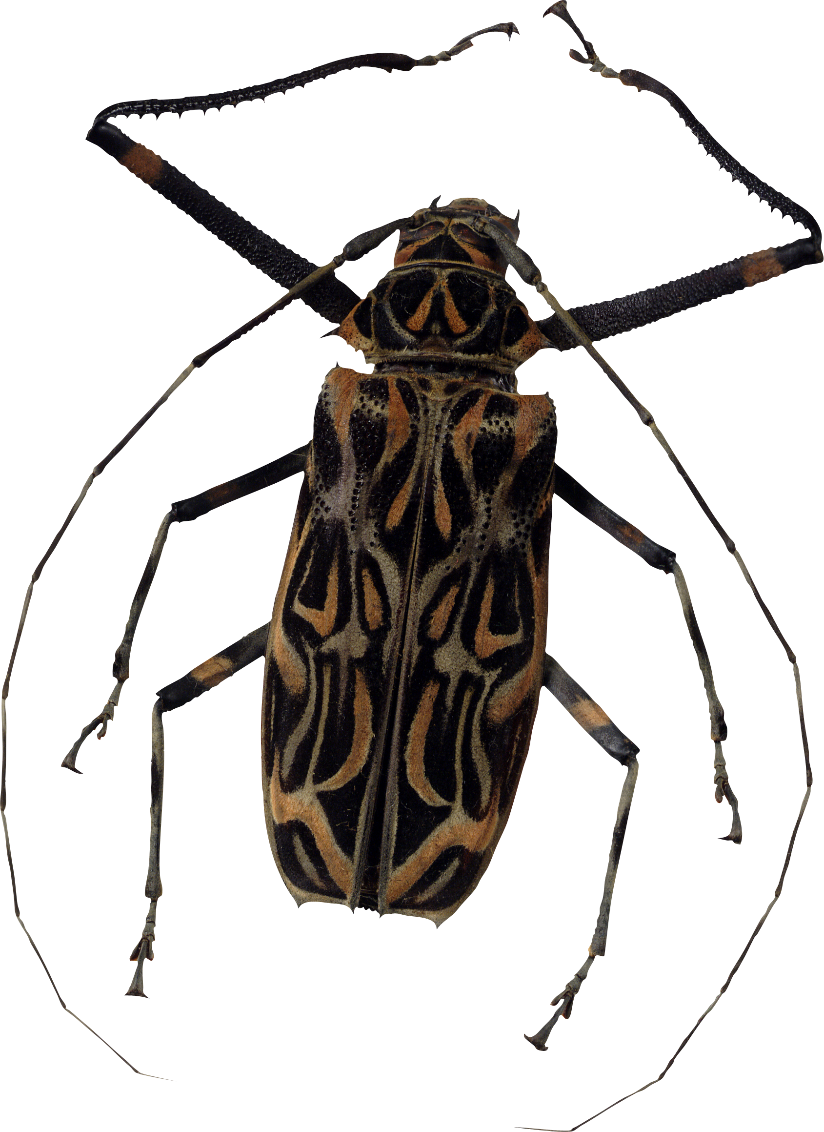 Bug Png Image Clipart (1689x2319), Png Download
