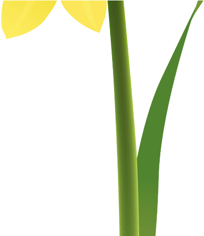 Daffodils Clipart Mayflower 3 2209 X 3123 Free Clip - Png Download (640x480), Png Download