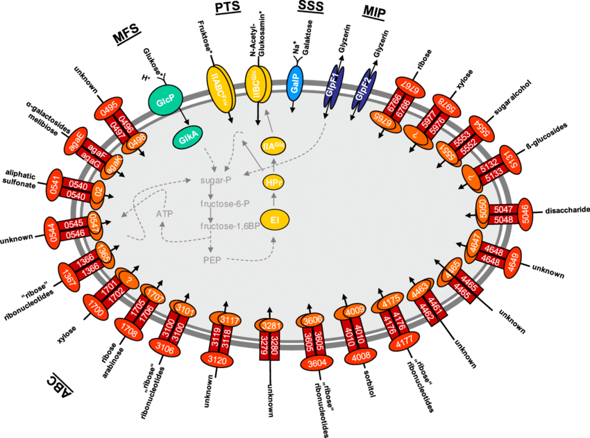 Shown Are The Permeases Of The Abc , Pts (yellow), Clipart (850x631), Png Download
