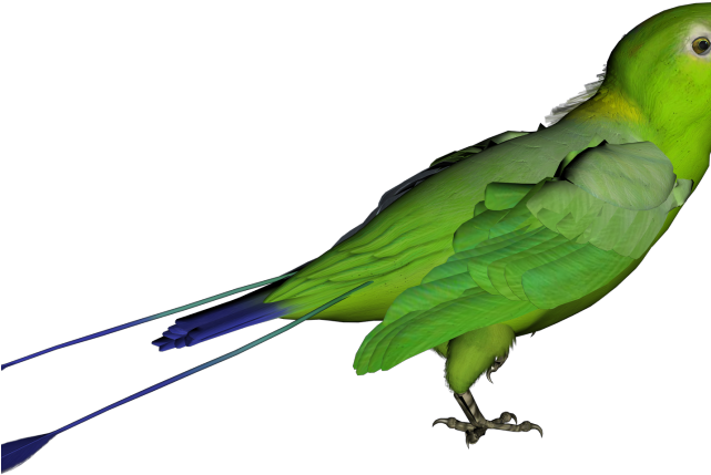 Parrot Clipart Gren - Png Download (640x480), Png Download