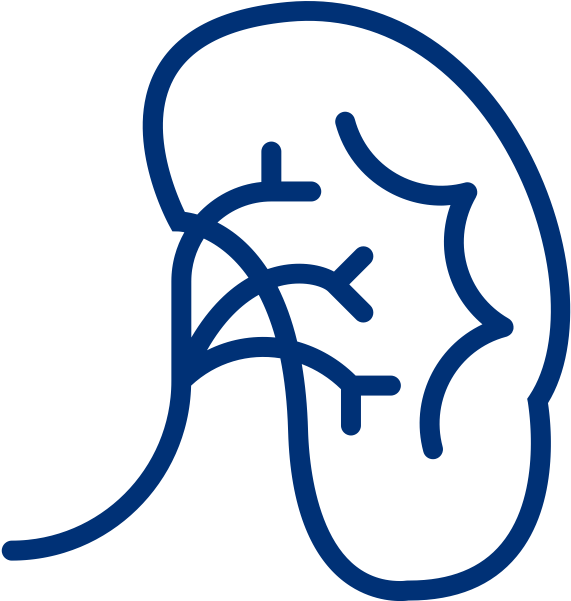 Chronic Kidney Disease - Clipart (800x800), Png Download