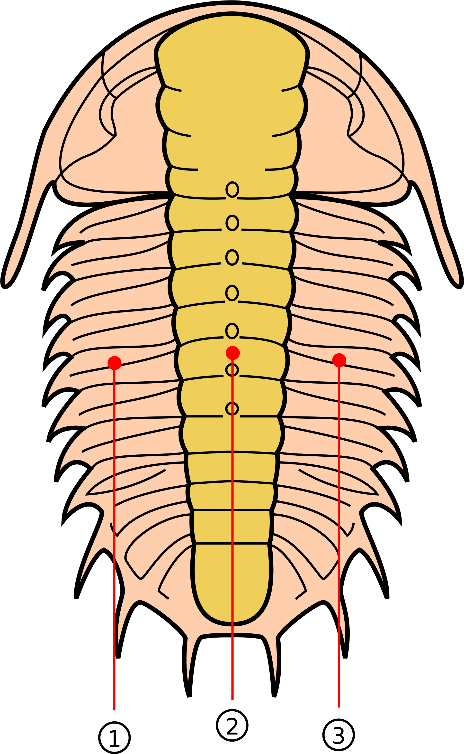 Trilobite Lobes Numbered Clipart (443x768), Png Download
