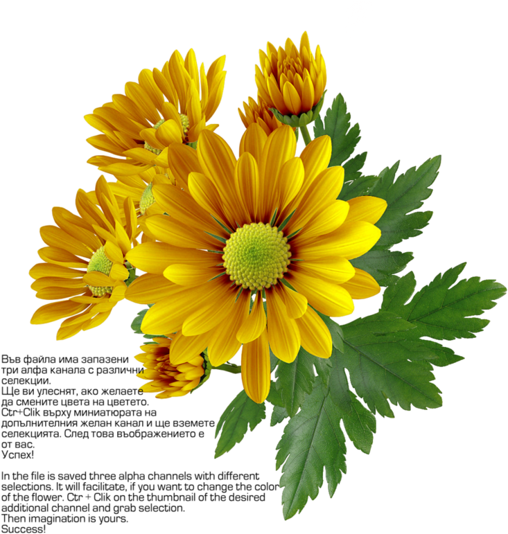 Chrysanthemum Png Transparent Image Clipart (800x800), Png Download