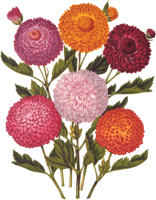 Fleurs, Éclat, Ornement, Flowers, Tubes, Bouquets, Clipart (600x762), Png Download