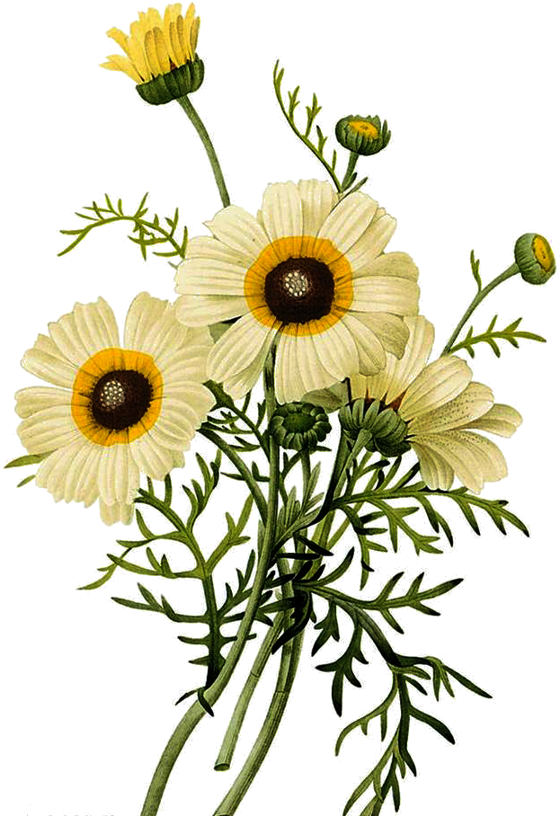 Jpg Freeuse Common Daisy Botanical Illustration Chrysanthemum Clipart (658x925), Png Download