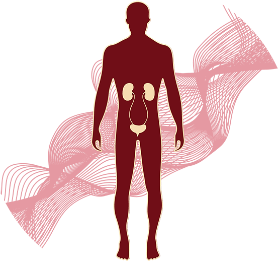 The Excretory System Clipart (600x530), Png Download