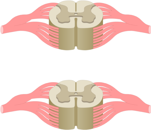 Cross Section Of The Spinal Cord Showing 2 Lumbar Segments, Clipart (770x481), Png Download