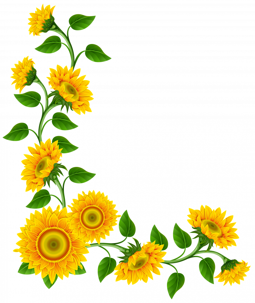 Sunflower Clipart Border Decoration Png Transparent Png (817x971), Png Download