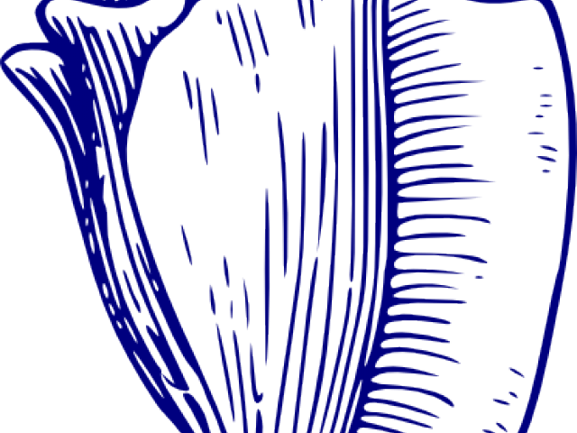 Blue Clipart Seashell - Png Download (640x480), Png Download
