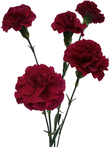 Shocking Best Carnation For Flower Clipart - Png Download (600x600), Png Download