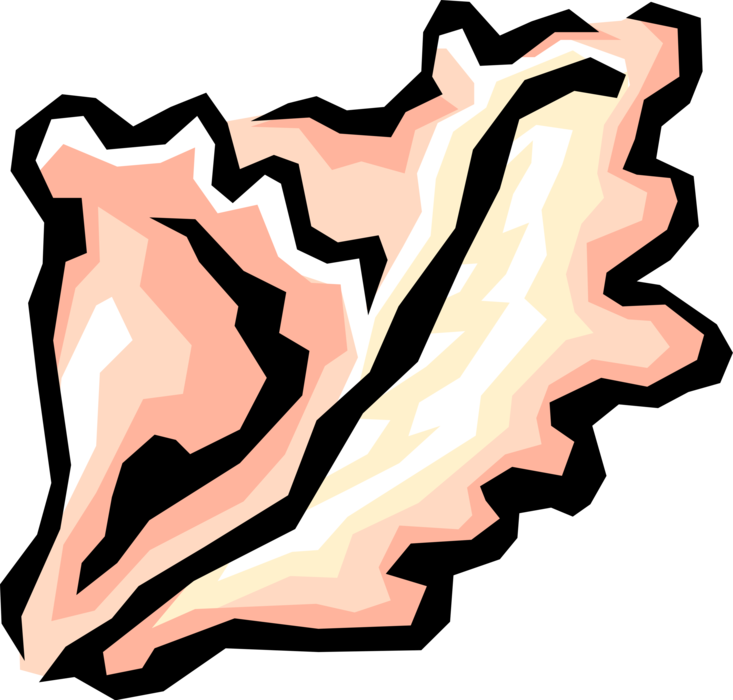 Vector Illustration Of Marine Mollusk Seashell Clipart (733x700), Png Download