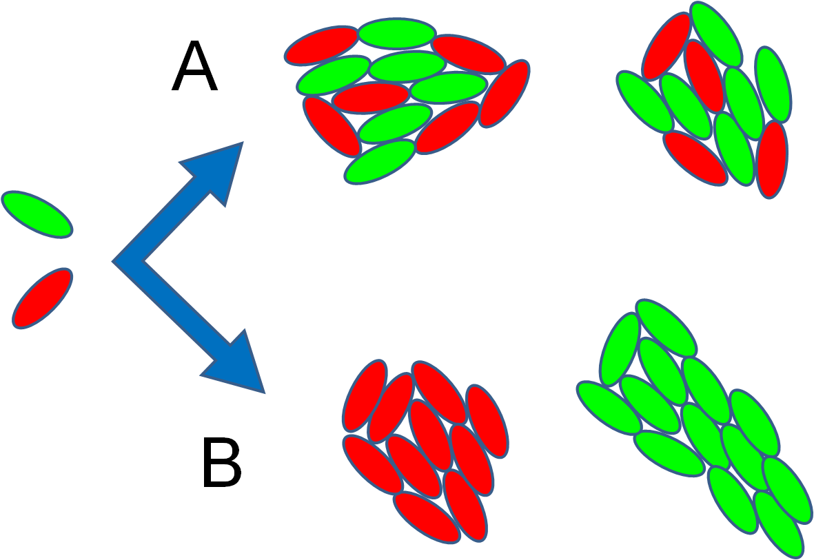 After One Day Of Incubation On A Bean Leaf , We Observed Clipart (1181x813), Png Download
