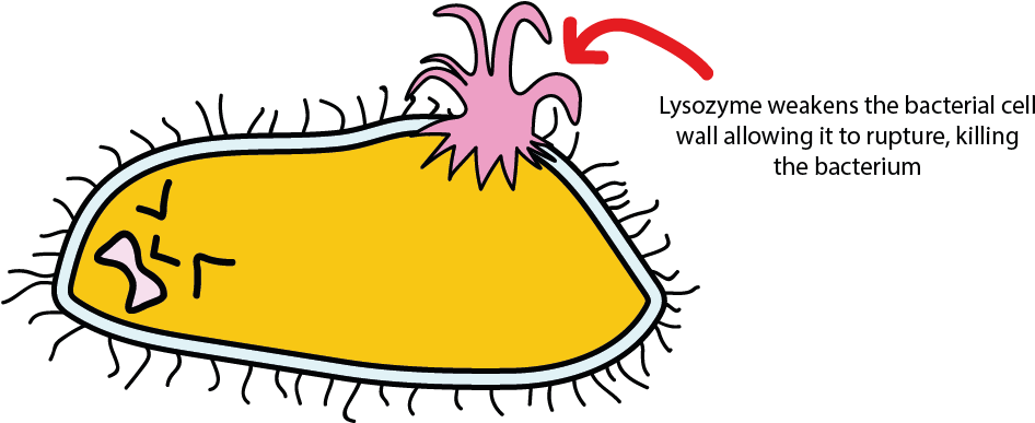 Death Of The Bacterial Cell By Explosion, From Inflow Clipart (952x386), Png Download