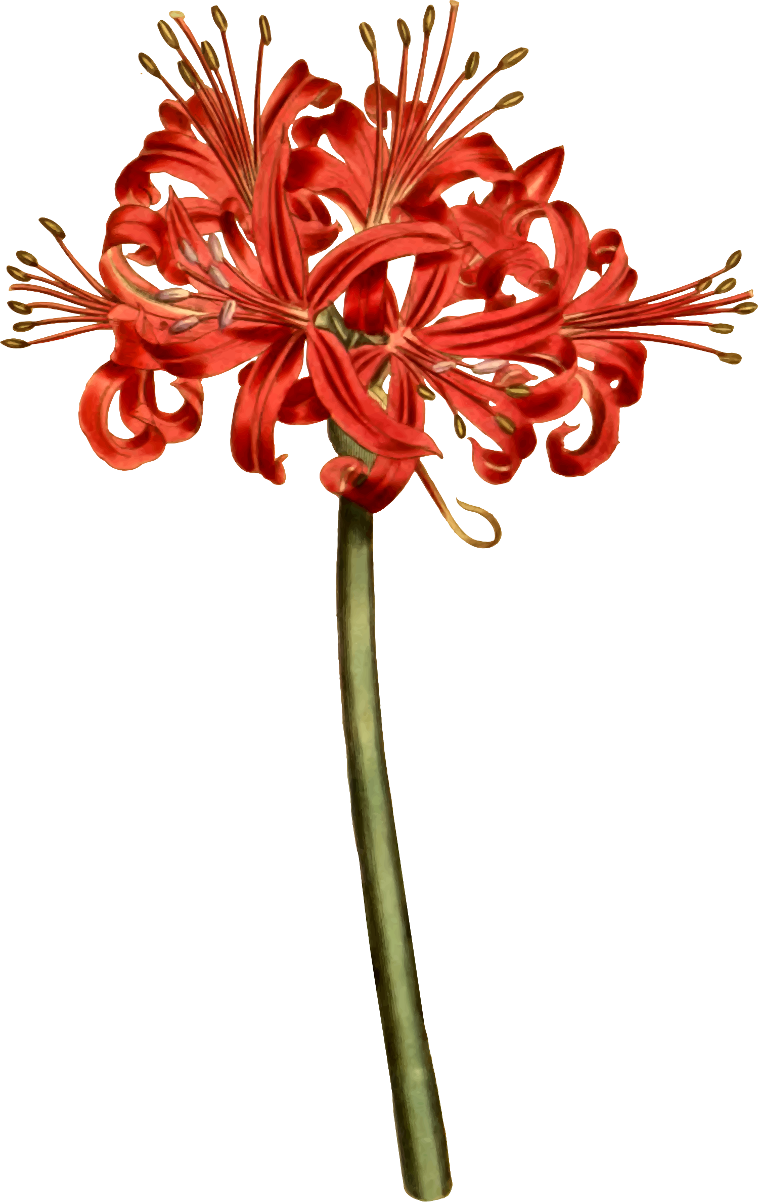 Red Spider Lily Curtis Clipart (1499x2377), Png Download