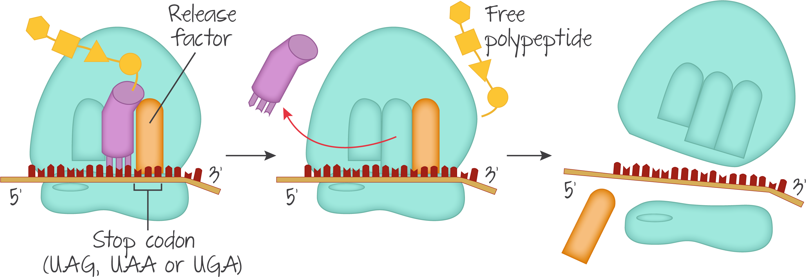 Genetics, Dna, Gout Clipart (2779x986), Png Download