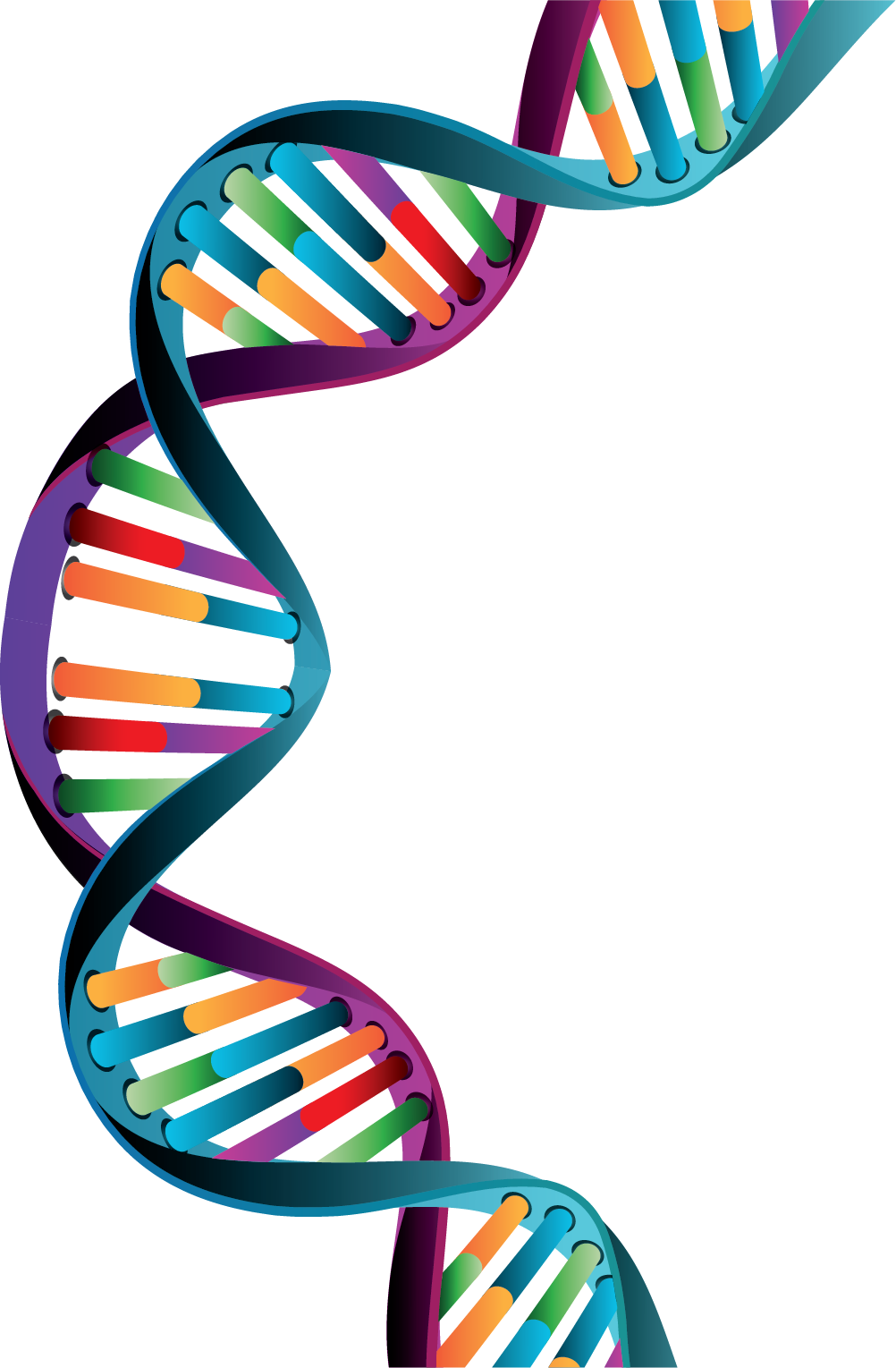 Click The Button Below And Get Booked Today For Your Clipart (1002x1529), Png Download