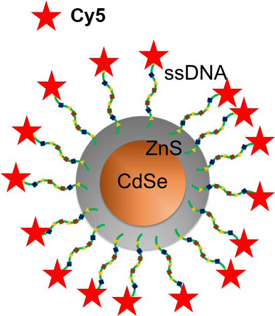 Previous Results Suggest The Success Of Experiments Clipart (534x622), Png Download
