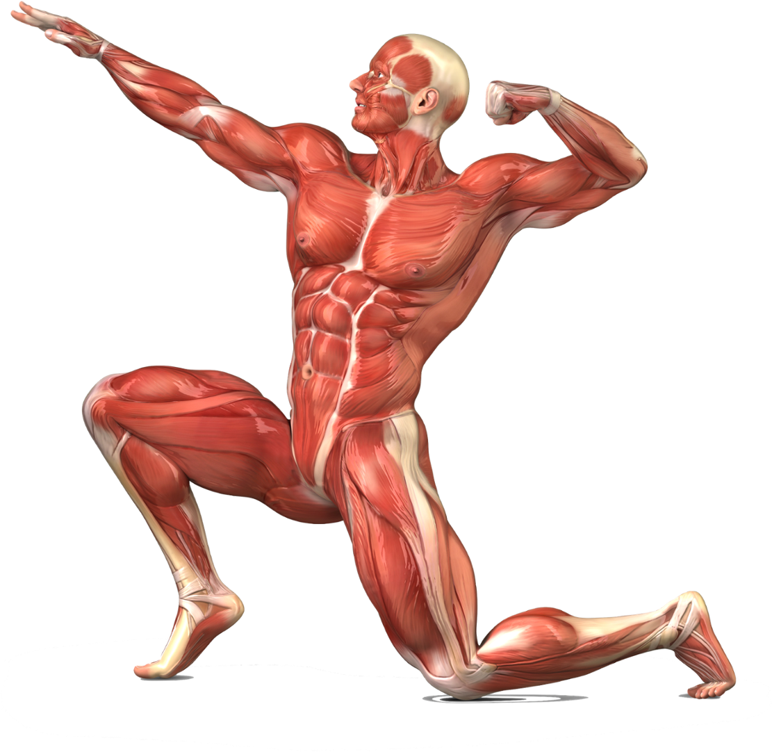 Voluntary Used To And Clipart (1240x1221), Png Download