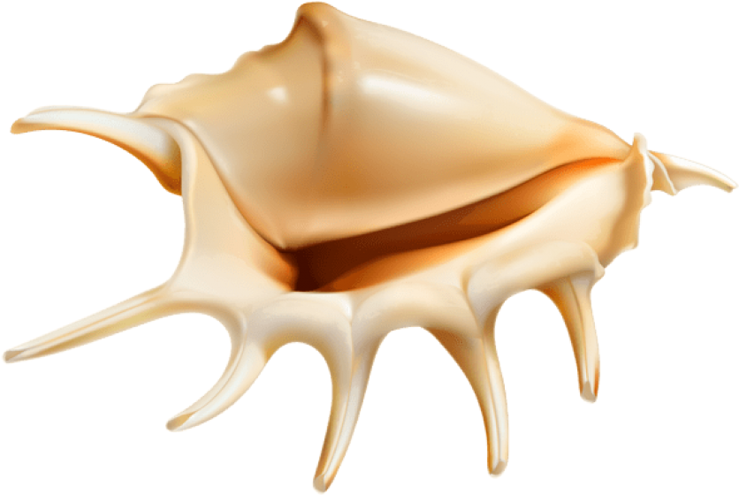 Download Sea Conch Clipart Png Photo Transparent Png (850x573), Png Download