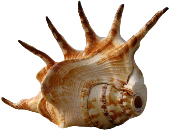 Seashell Shark Bay Beach The Shape Of Clipart (600x600), Png Download