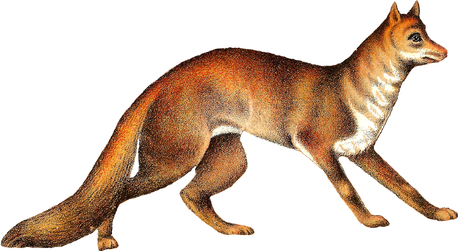 Antique Images Free Animal Clip Art Buffalo Fox Antique - Png Download (1600x921), Png Download