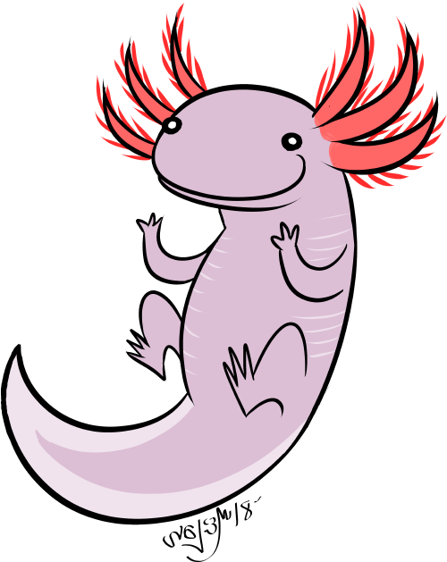 A Little Axolotl Doodle I've Become Really Fond Of Clipart (500x629), Png Download