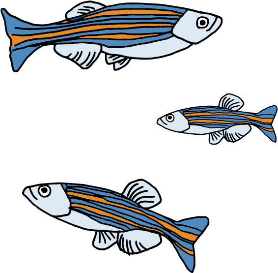 One Of The Ways It Participates In The Program Is By Clipart (625x708), Png Download