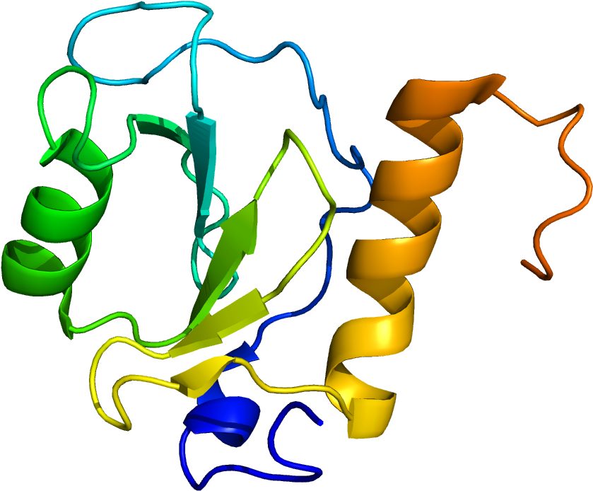 Zebrafish Clipart - Png Download (1200x1000), Png Download