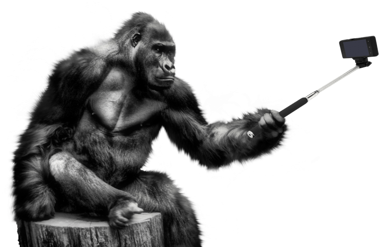 Free Png Download Gorilla Png Images Background Png Clipart (850x543), Png Download