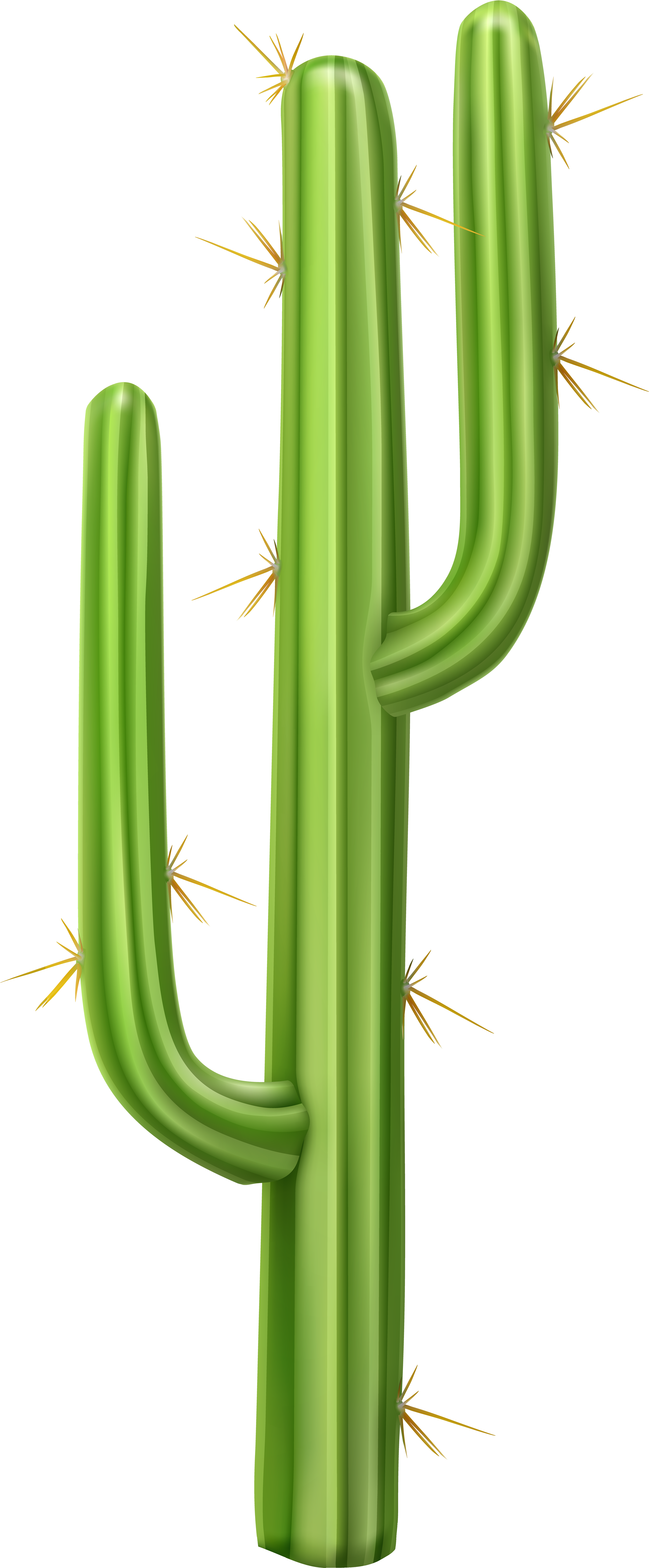 Transparent Background Cactus Clipart - Png Download (3259x8000), Png Download