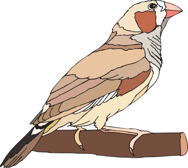 Zebra Finch Clip Art Png Download Full Size Clipart (297840