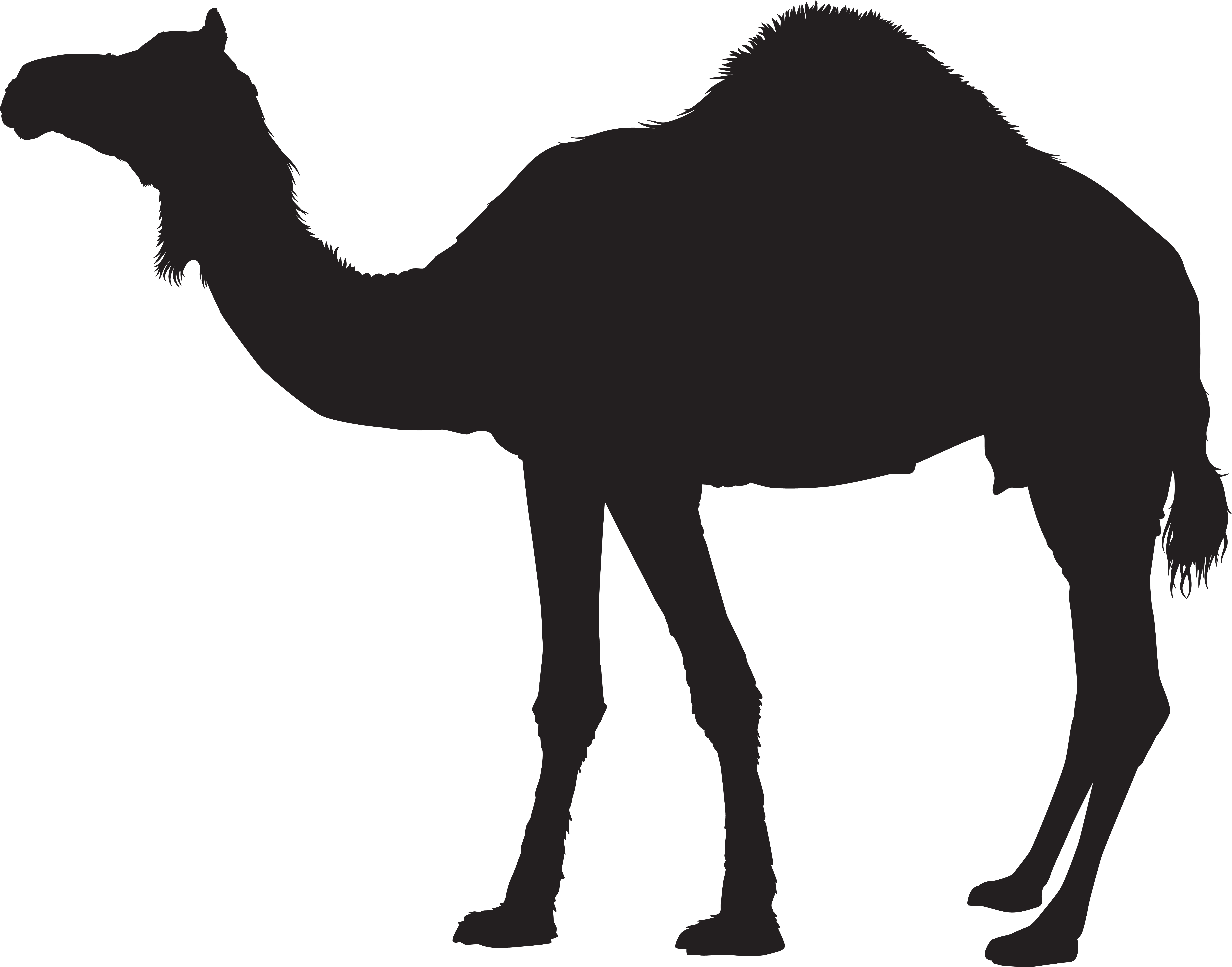 Camel Clipart - Png Download (8000x6279), Png Download