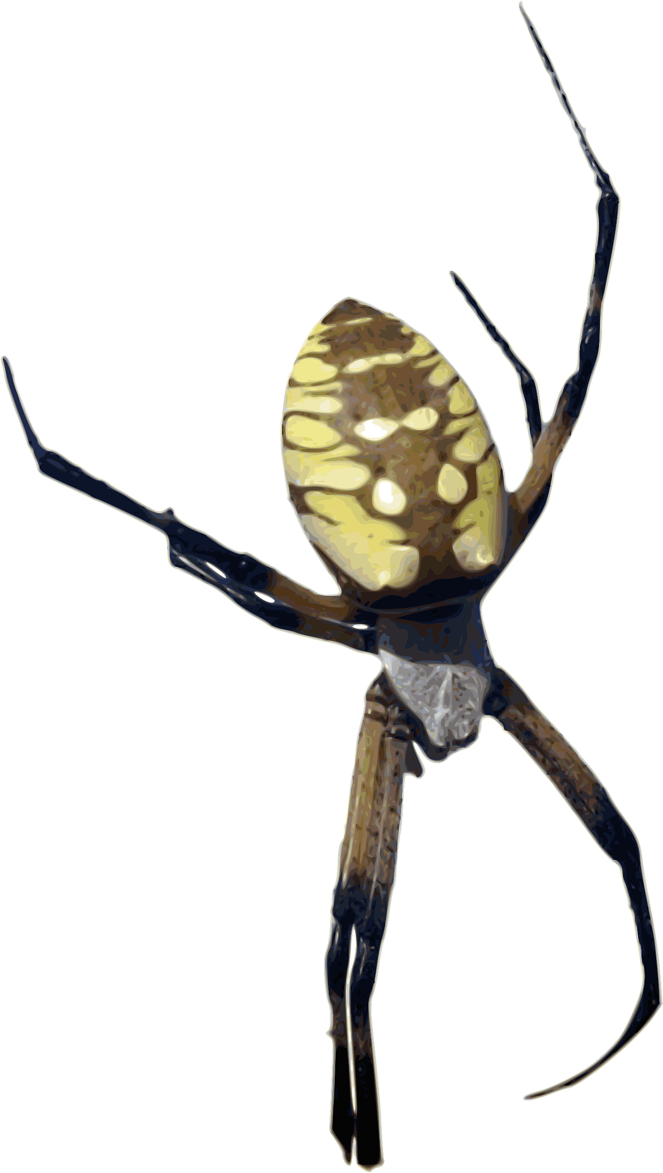 Banana Clipart Color Yellow - Orb Weaver Spider Png Transparent Png (1357x2400), Png Download