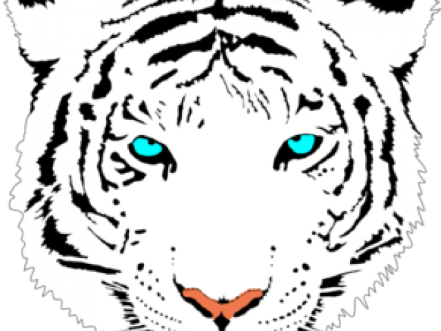 White Tiger Clipart Real Tiger - Png Download (640x480), Png Download