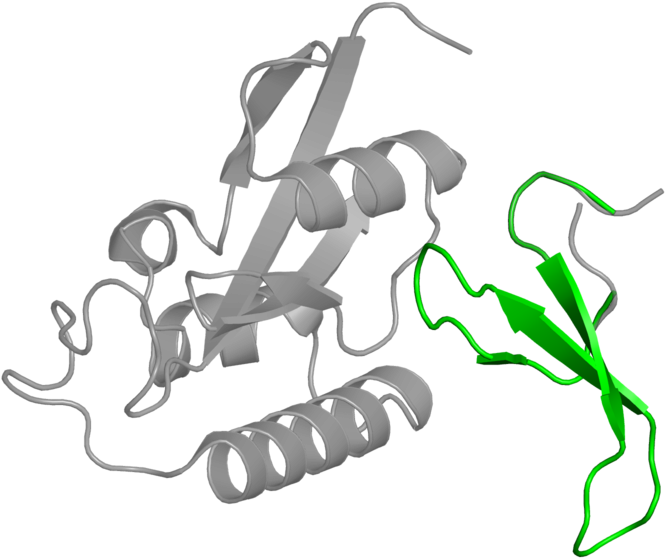 <div Class='caption-body'>1 Copy Of Pfam Domain Clipart (800x800), Png Download