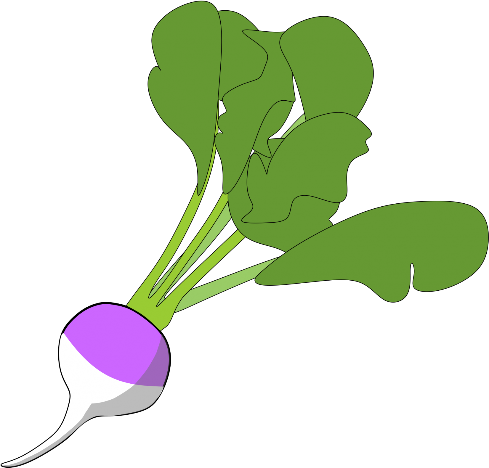 Turnip Png Clipart Full Size Clipart (2906588) PinClipart