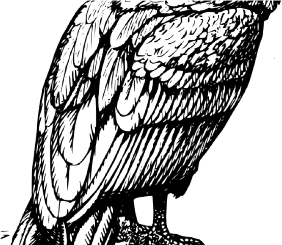 Drawn Turkey Vulture Transparent Clipart (640x480), Png Download