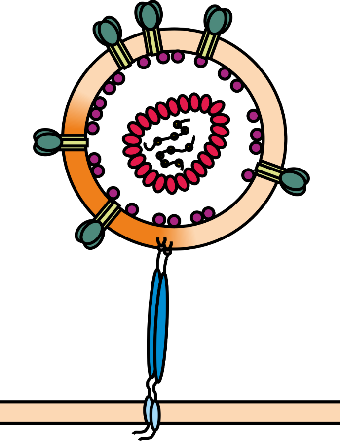 The Host Restriction Factor Tetherin Blocks The Release Clipart (689x895), Png Download